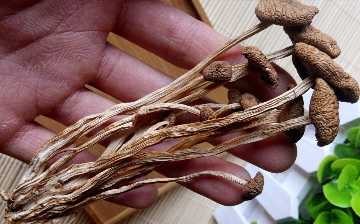 福建古田天然茶树菇干货茶薪菇未开伞冰菇苞非广昌茶树菇250g