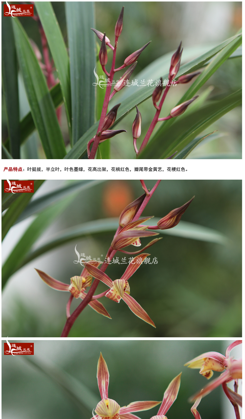 幸姬连城兰花墨兰桃红色办公室绿色植物鲜花卉包邮紫砂盆栽