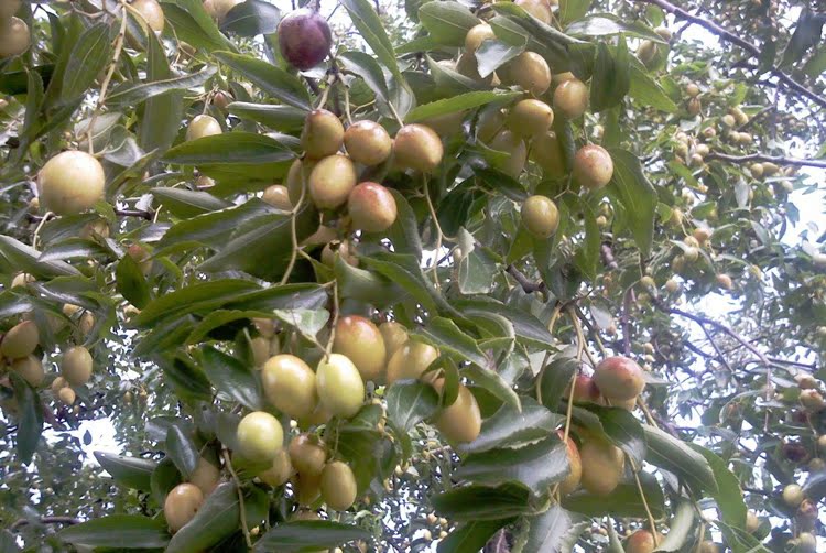 金丝蜜枣干 无核蜜枣500g 包粽子 泡茶 煲汤煮粥5斤包邮