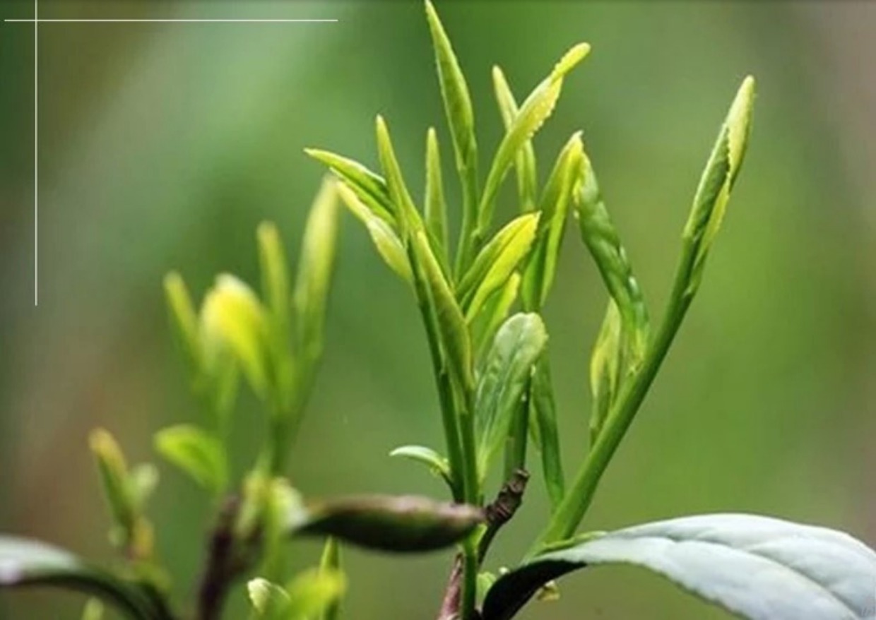 2017新茶安徽名茶源产地大化坪茶叶特级黄茶霍山黄芽清香型100g