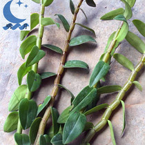 With leaves Yueqing fresh Dendrobium candidum fresh strips 500g juice with four-year raw iron skin Maple Wind fighting Yandang Mountain leaves