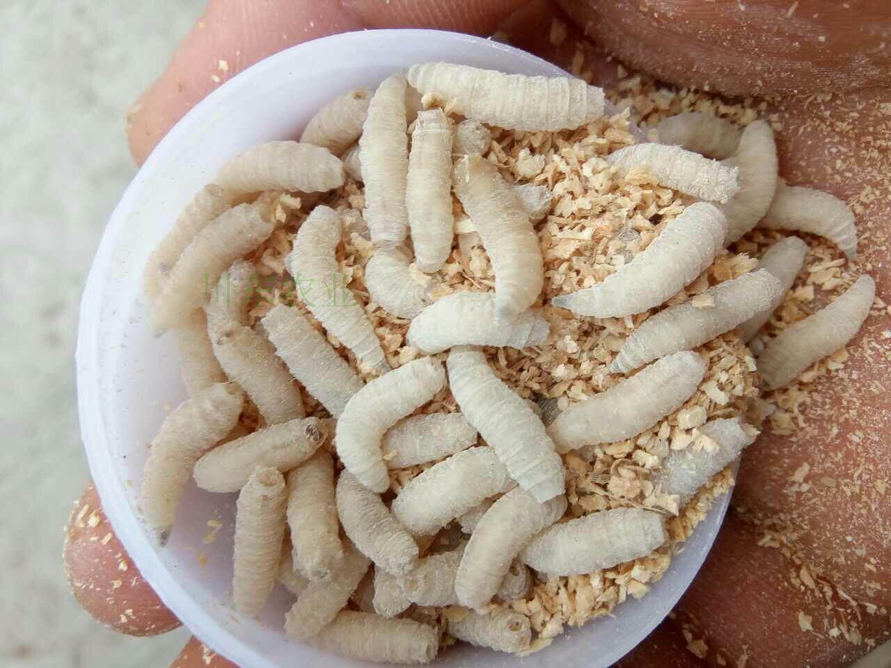 钓鱼活蛆肉蛆大蛆红色蛆虫活体白蛆钓公鱼活虫蛆牙子瓶装昆虫鱼饵