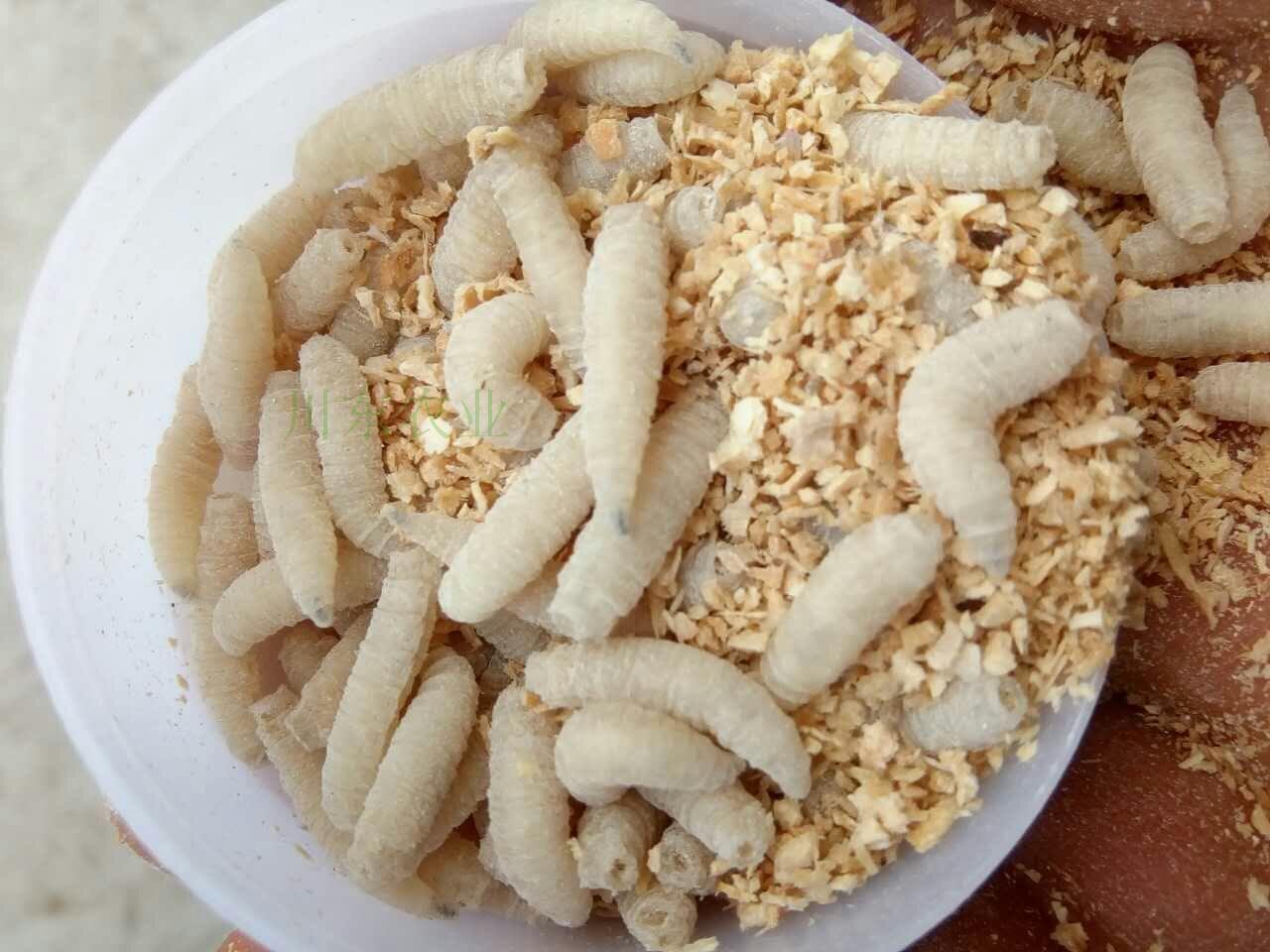 钓鱼蛆虫活体鱼饵活蛆肉蛆蛆牙子钓溪石斑公鱼白蛆包活渔具店货源