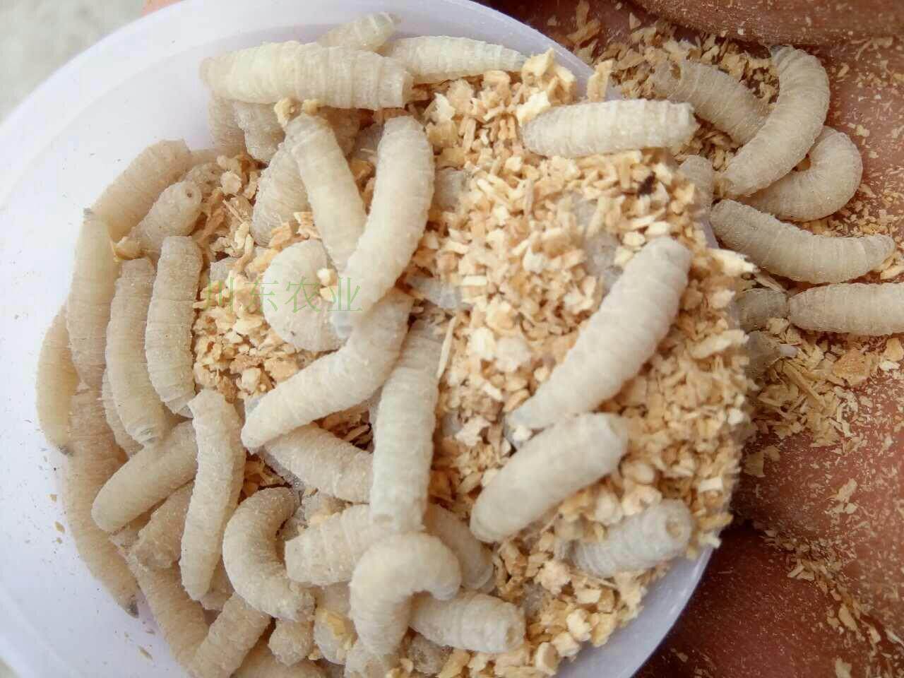 钓鱼活蛆肉蛆大蛆红色蛆虫活体白蛆钓公鱼活虫蛆牙子瓶装昆虫鱼饵