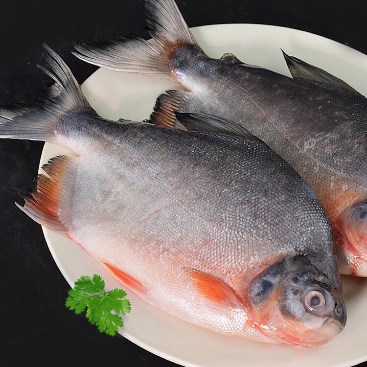 野生红鲳鱼新鲜大鳊鱼大鲳鱼扁鱼海鲜活冷冻海鱼深海