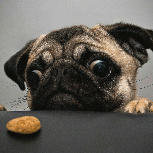 小型犬狗狗零食牛筋咬棒幼犬狗咬胶磨牙棒洁齿骨耐咬宠物食品包邮