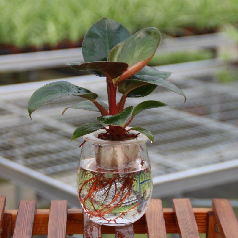 红金钻 水里养的花 绿植 水养吸甲醛 室内水. 来自暴走的萝莉h - 微博