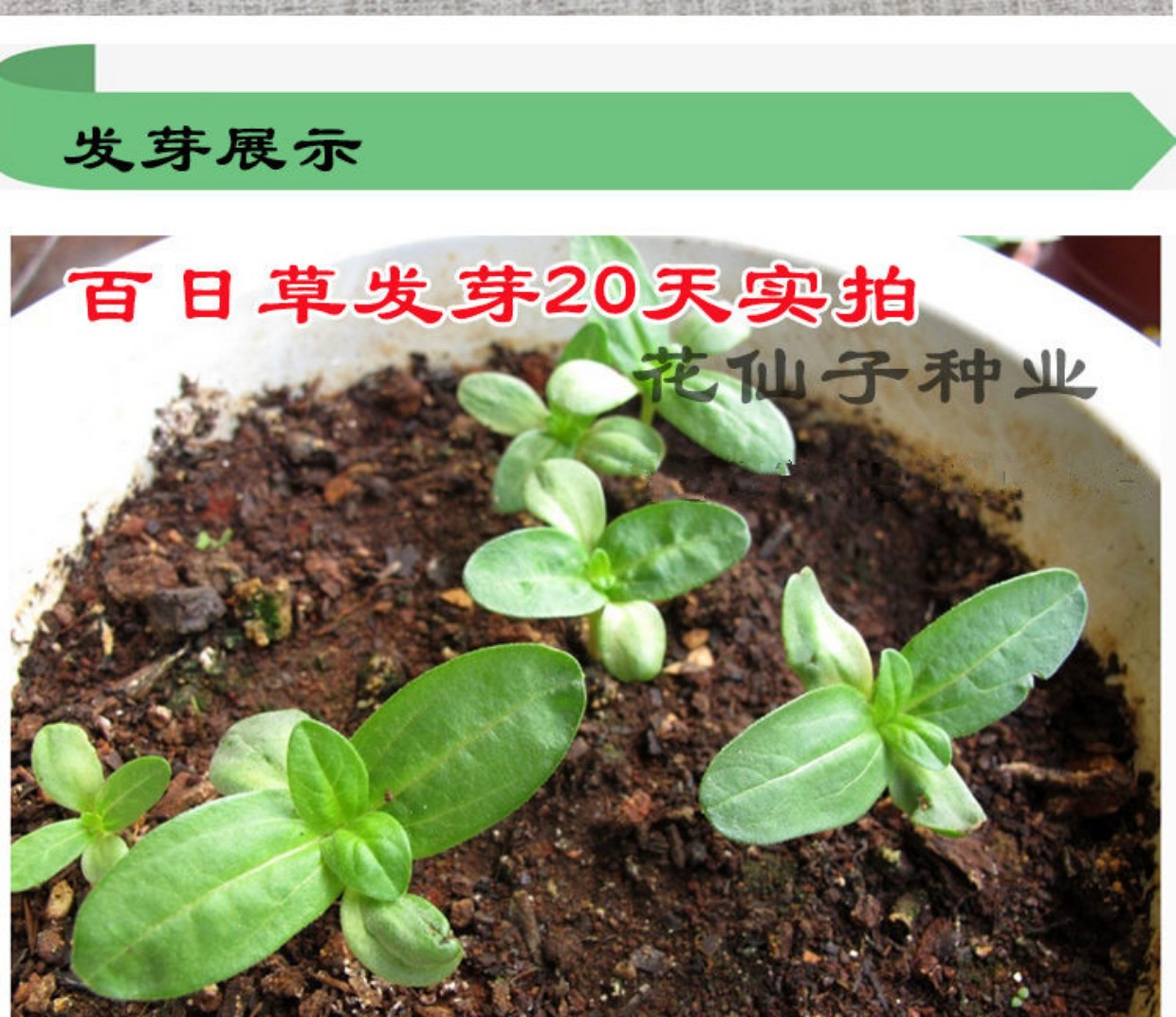 百日草种子四季易种室外庭院花海绿化春播花种子开花不断耐旱花籽_7折
