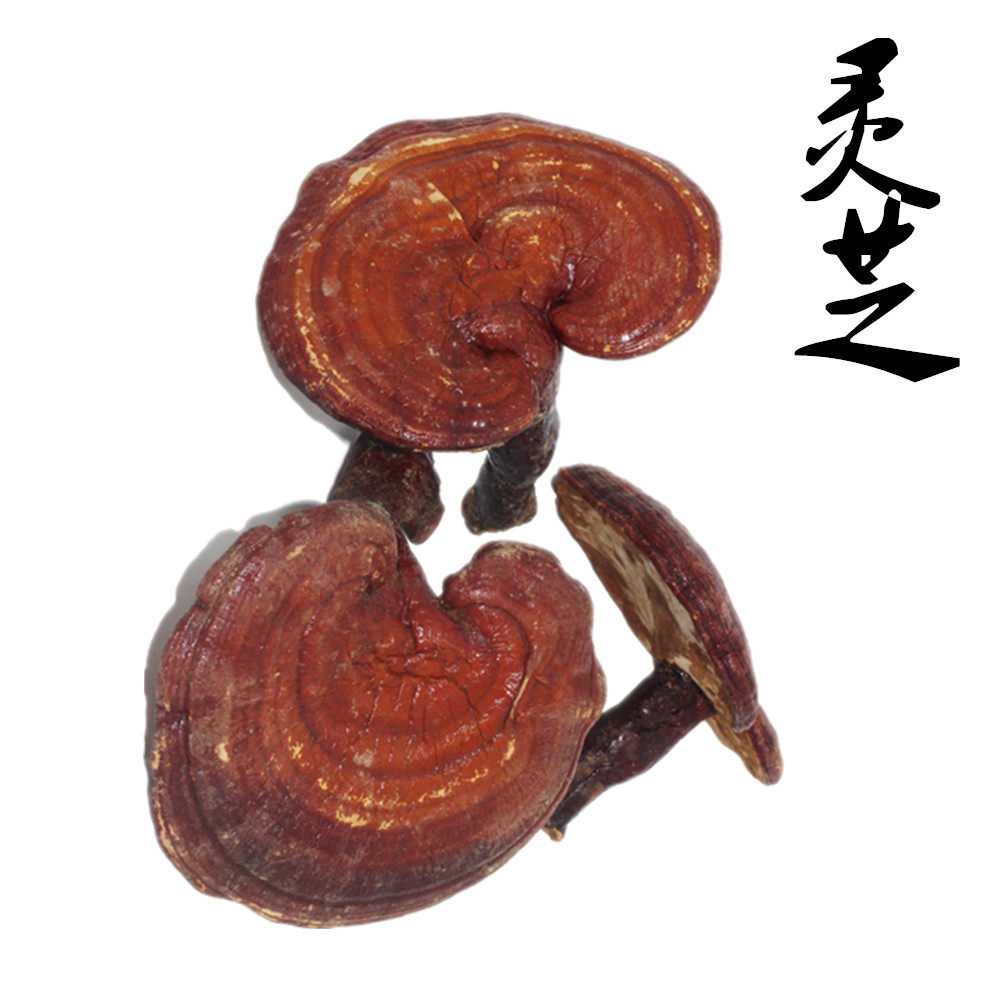 长白山整个灵芝 林芝 中药材 500克 包邮