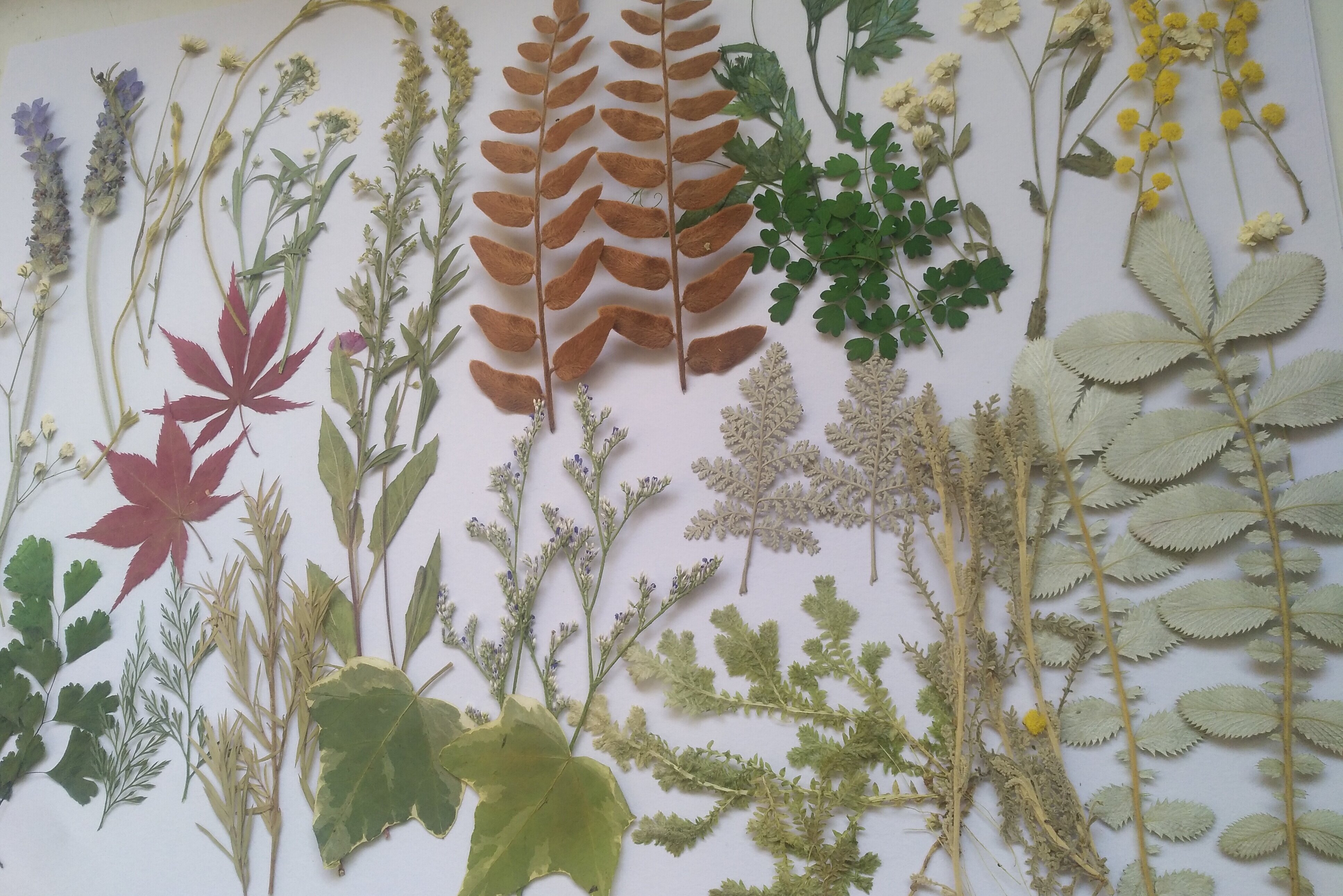 周周押压花 植物标本diy白晶菊雏菊蕾丝月季花草干花叶混包 包邮