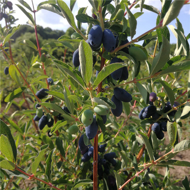 长白山野生蓝靛果新鲜山茄子现摘黑瞎子果羊奶子果25斤包邮