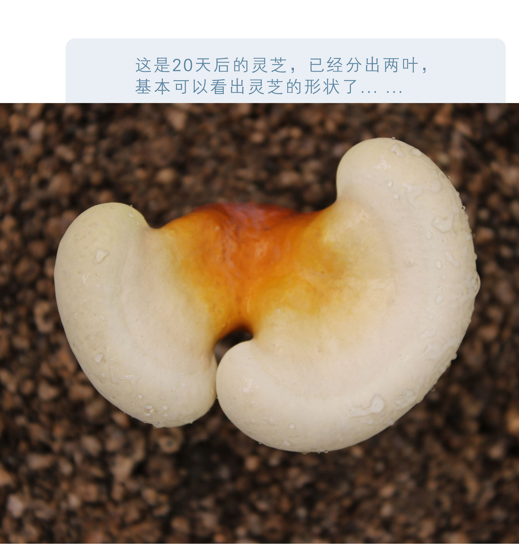 【2瓶】长白山灵芝孢子粉100g