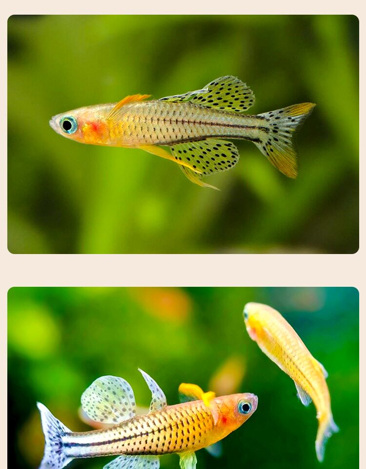 阿鲁珍珠燕子鱼热带观赏鱼 大帆甜心燕子新手小型草缸群游鱼活体