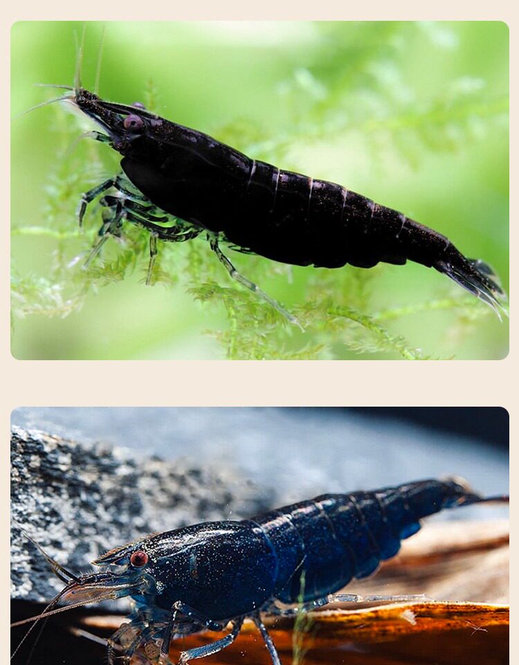 巧克力虾 小型淡水观赏鱼缸宠物活体工具深黑巧克力米虾