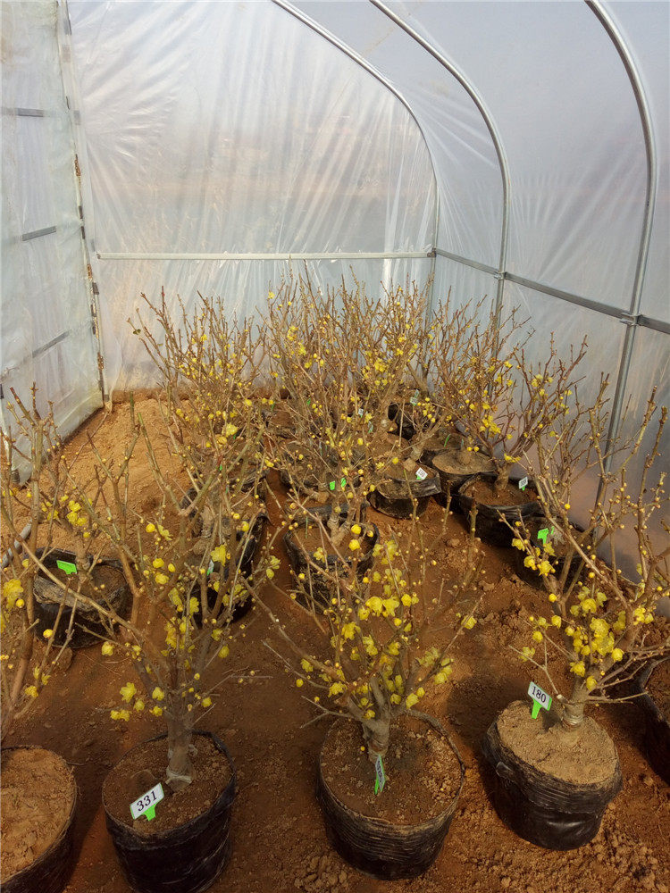 室内庭院浓香型花卉 腊梅花树苗盆栽包邮 腊梅盆景树桩 带花苞