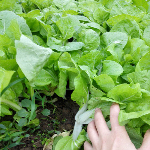 长沙农家 农民自种新鲜蔬菜有机青菜小白菜特嫩白菜秧子同城送货