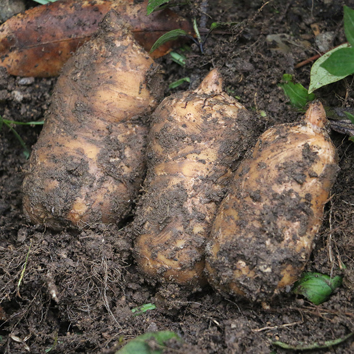 云南昭通市彝良县小草坝天麻原产地深山现挖现发新鲜天麻500克_7折