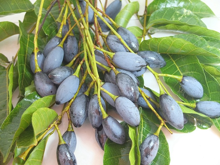 2016年广西梧州岑溪市特产黑榄角干 咸榄角 黑橄榄 油榄乌榄