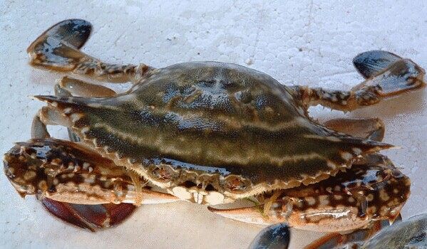 大连海鲜之梭子蟹