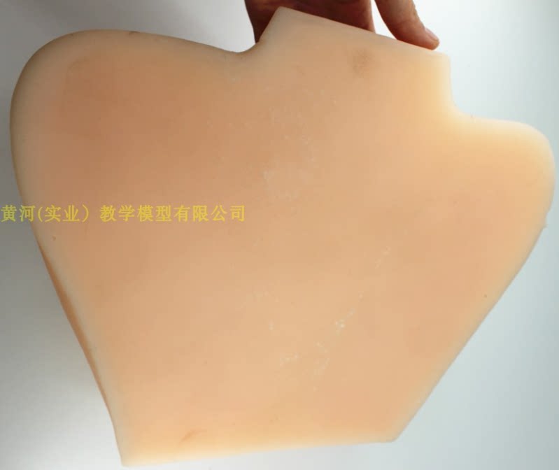 乳房 女性乳房模型义乳假乳催乳师培训道具哺乳教学模型 医学教具