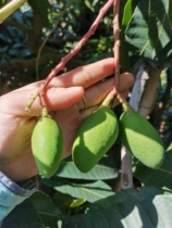 Flashes of only 100 new works of unique sour green mango dry with raw fruits made of tender fruits