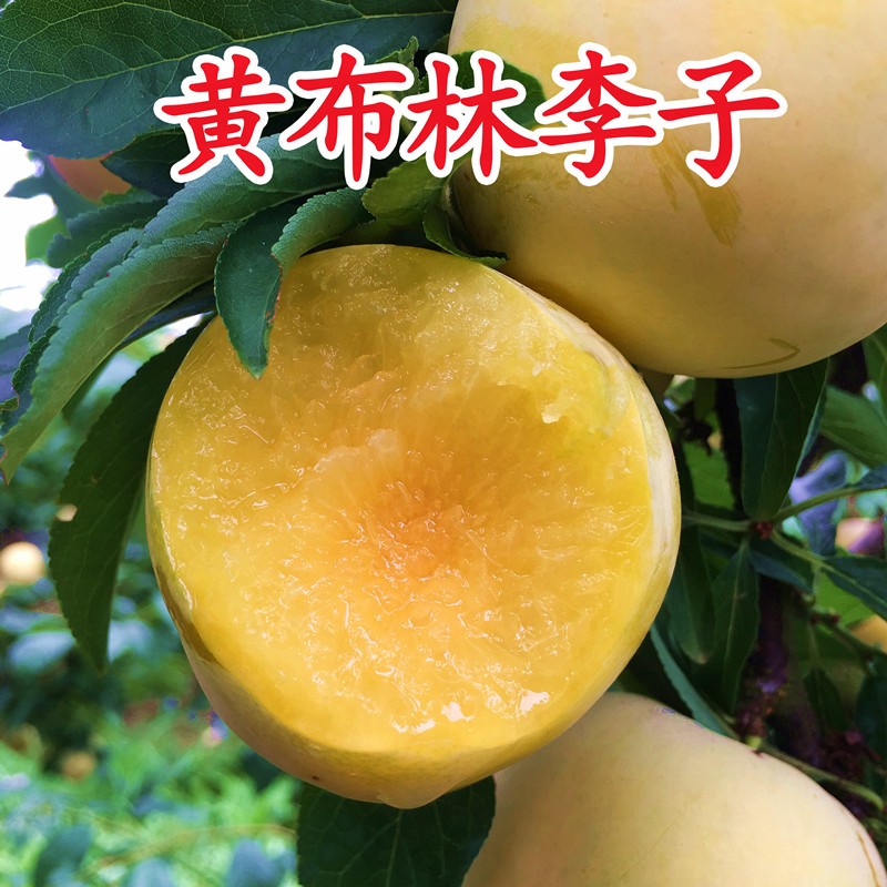 Yellow Heart Plum Fresh Fruit Seasonal FCL 10 catties Pregnant Woman Sweet and Sour Daqing Li Pearl Li Sanhua Li 5