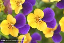 Pansy flowers plate decorated with cold dishes