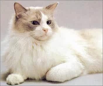 稀有的土耳其梵猫 世界上最名贵的猫之一