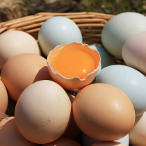 Honghu Wang Wenjuan fresh eggs 50 free-range eggs firewood eggs green shell shell fresh delivery