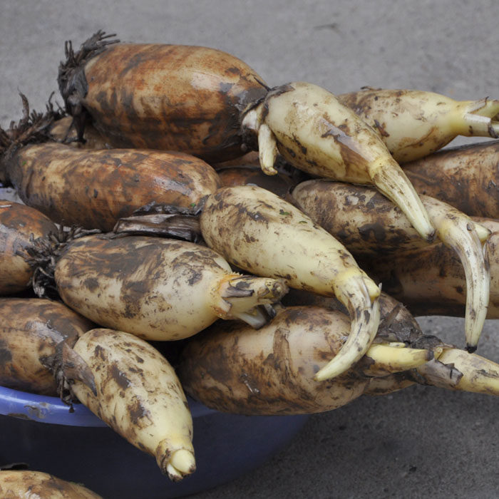 2016年 洪湖新鲜莲藕 水果莲藕 新鲜莲藕 蔬菜 湖北 青泥莲藕