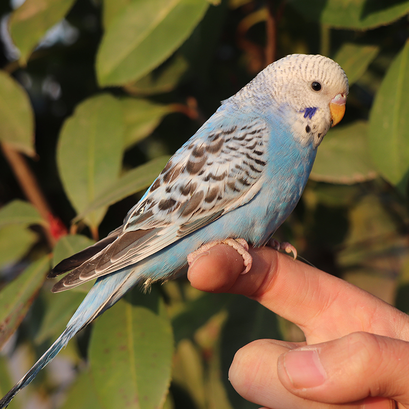 虎皮鹦鹉活鸟会说话的真鸟宠物鸟活物家养手养玄凤小鸟活体鸟笼