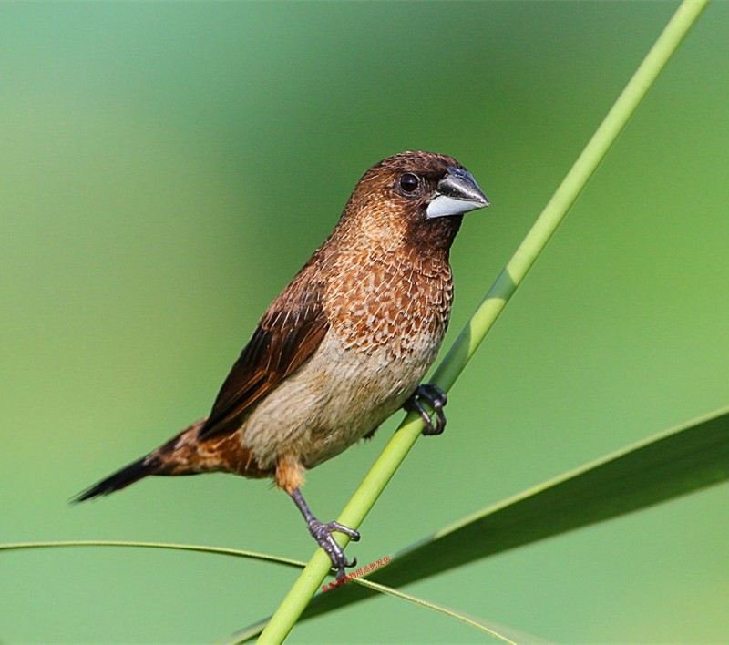 海南宠物用品保姆鸟 算命鸟 十姐妹鸟 白腰文鸟 观音鸟