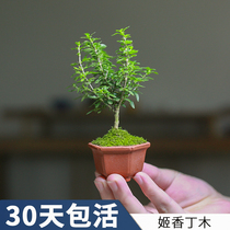 Ji Xiang Dingmu Japanese mini potted eight-bedroom sex clove small bonsai green plant flowering office desktop is good to feed