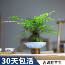 Jim Fern moss Jade ball hydroponic ferns purify the air and raise green plants indoor formaldehyde absorption desk Moss