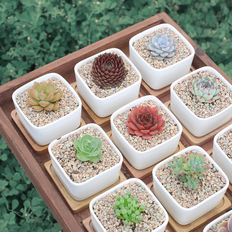 知识|怎样种植多肉植物!(新手入门篇)