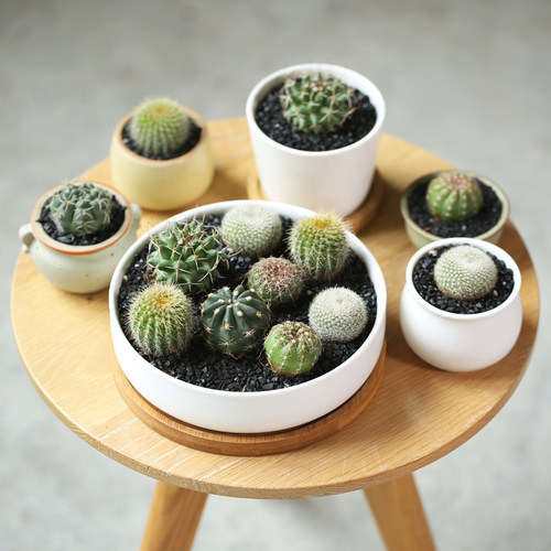 壹分皿仙人球组合盆栽办公室桌面多肉植物肉肉花卉绿植组合包邮_7折
