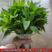 Zhangshu Port Hot Chili Miao Miao Zhengzong Changzong Chili Miao Hot Chili Miao chilli Miao Now Dig Bag Cisrich Chili Pepper