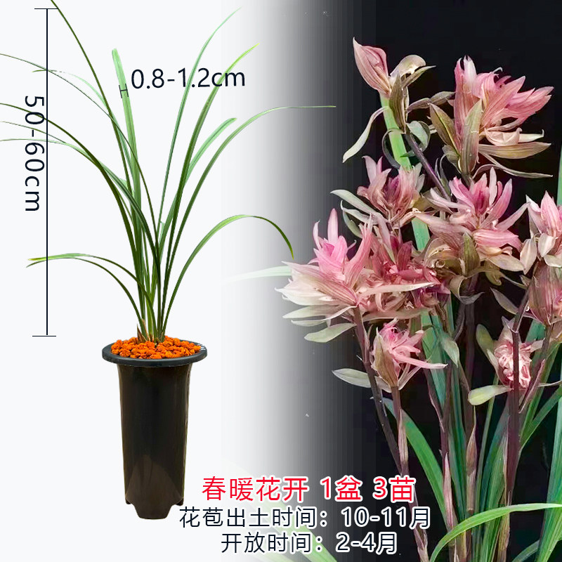 山野草）シュンラン（春蘭）原種系 日本春蘭◇山野草◇爛漫◇2篠