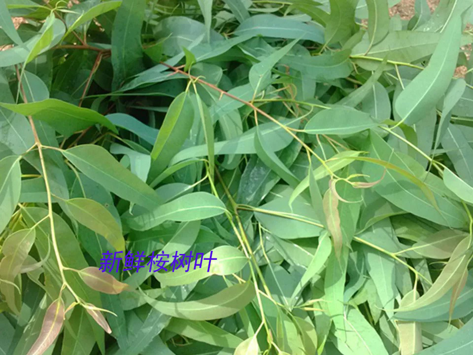 桉树叶 新鲜现摘尤加利树 桃金娘科蜜袋鼯食物 考拉食品 500g