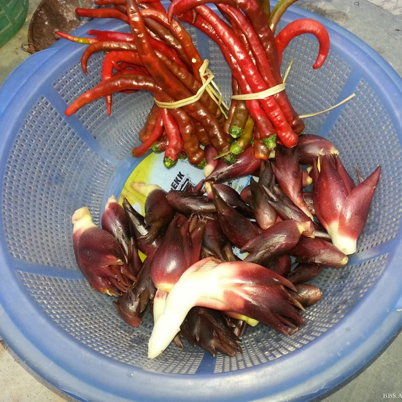 无货洋荷包邮新鲜野生阳荷姜茗荷湖南湘西特产农家野菜蔬菜洋荷姜