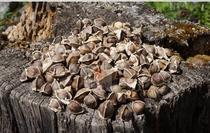 Moringa seeds India Moringa seeds pure natural authentic Moringa wood selection large grain 100g bottled Tibet delivery