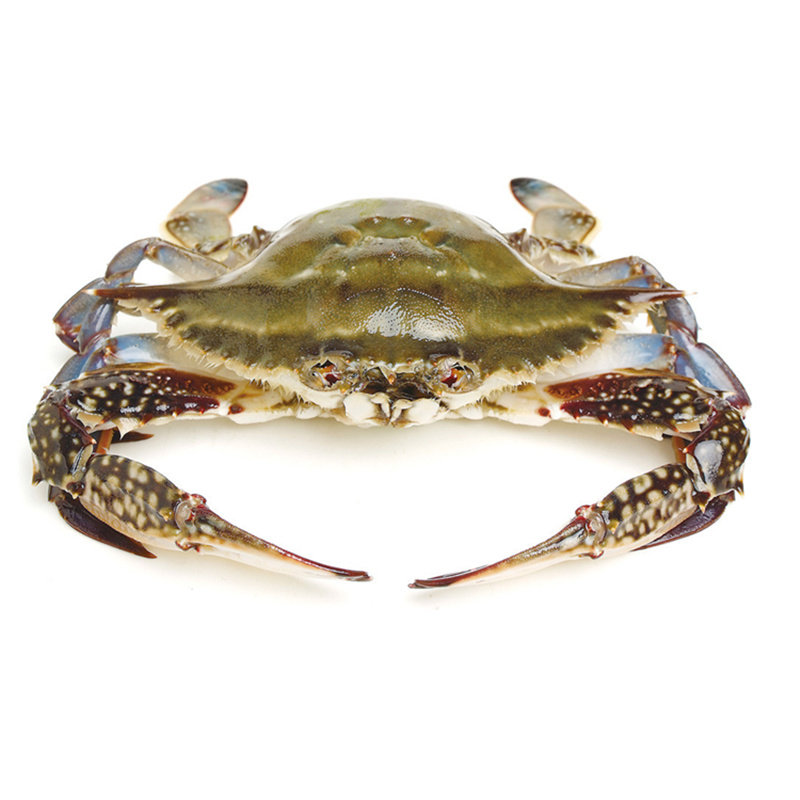 舟山野生海捕梭子蟹10斤鲜活冷冻梭子蟹海蟹飞蟹白蟹海鲜螃蟹包邮