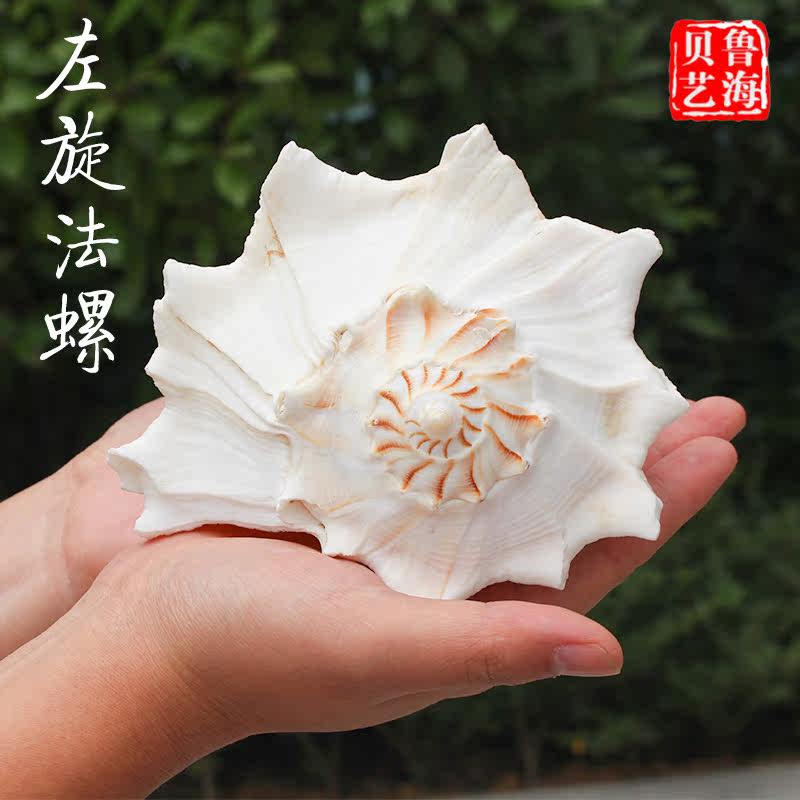 天然海螺贝壳超大左旋螺20cm左右招财转运佛教风水螺办公摆件稀有