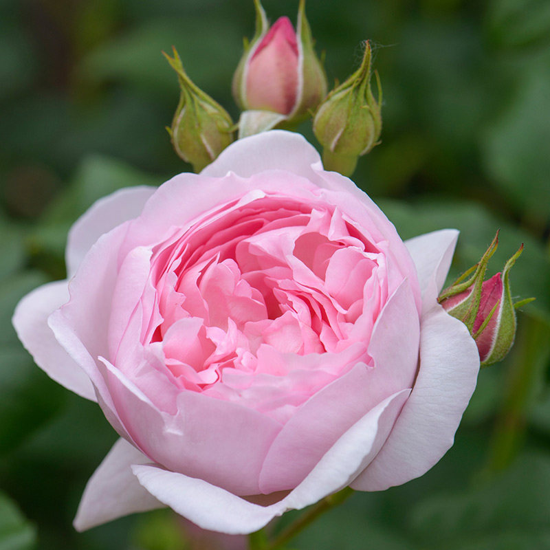 轩花物语 欧月 威士力2008 浓香灌木玫瑰阳台月季 特适合新手练手