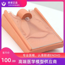 ENOVO Yinuo contraceptive guidance demonstration model uterine model uterine intrauterine device demonstration model