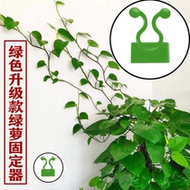 Green Ole Climbing Wall Thever Climbing and Rod Fixer Clip Hooks Clip Buckle Wall Green Basket Climbing Plant Green Plant