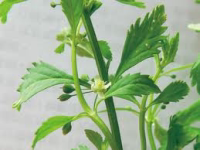 Fresh Chinese herbal wild rock sugar grass