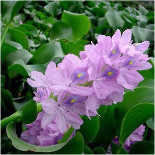 水葫芦 水生植物 水培绿植 凤眼莲又名水浮莲 污水净