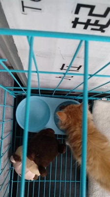 绿元菌猫粮在行业中排第几绿元菌猫粮好在哪,效果好不好,