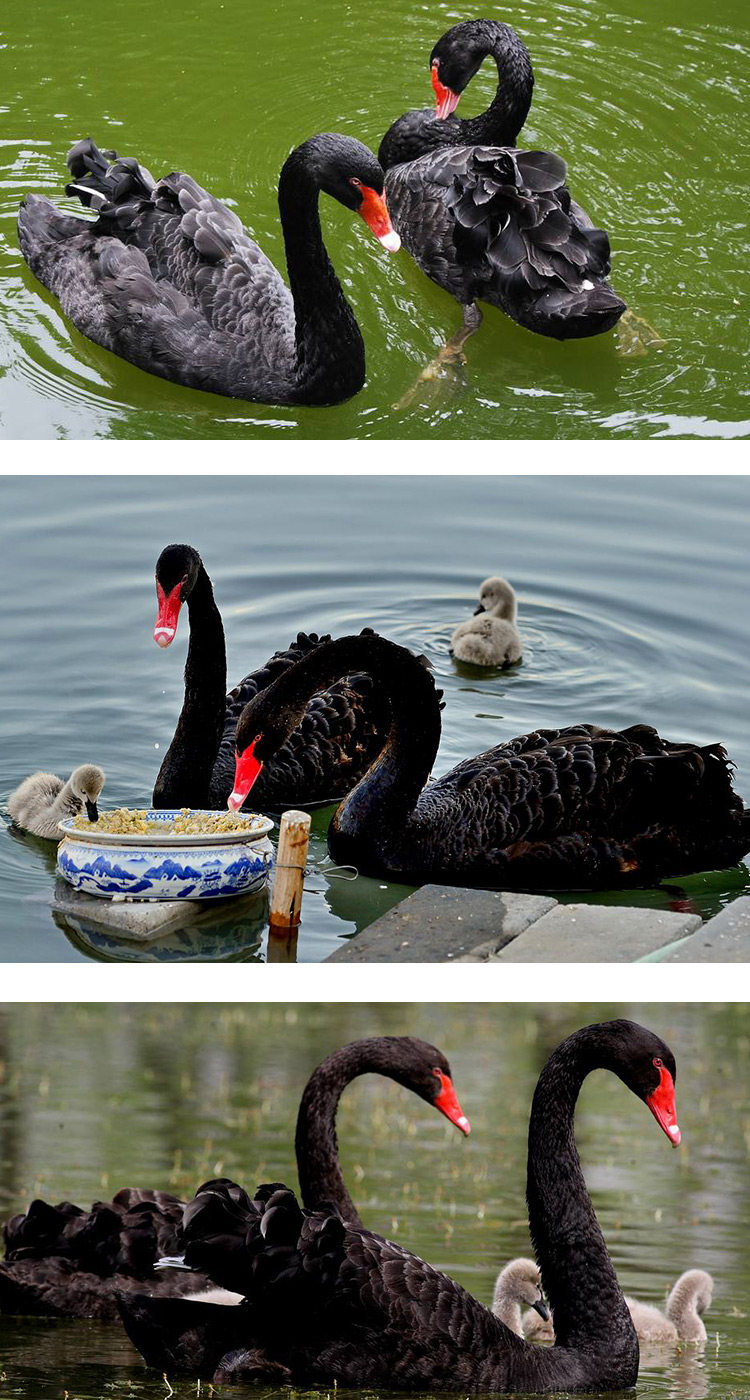 黑天鹅苗的价格出售黑天鹅苗黑天苗养殖